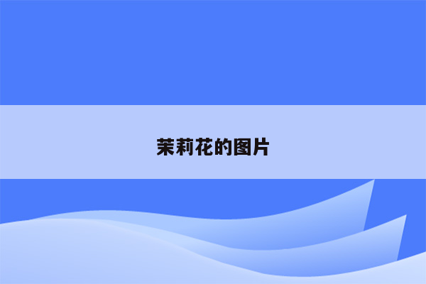 茉莉花的图片